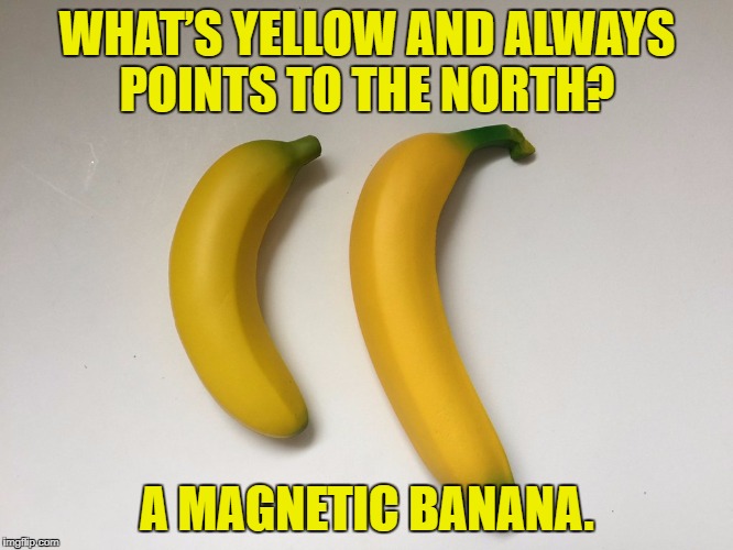 Mini banana | WHAT’S YELLOW AND ALWAYS POINTS TO THE NORTH? A MAGNETIC BANANA. | image tagged in mini banana | made w/ Imgflip meme maker