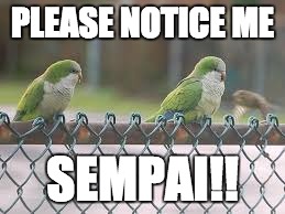 bird love | PLEASE NOTICE ME; SEMPAI!! | image tagged in notice me | made w/ Imgflip meme maker