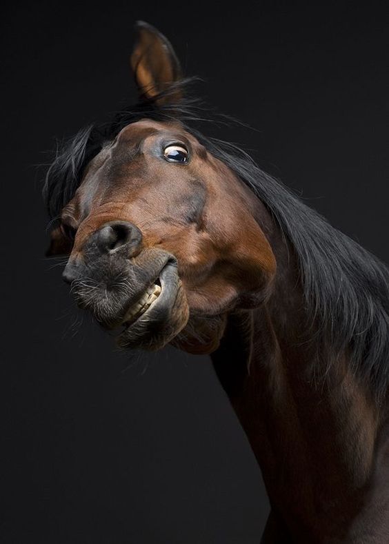 High Quality Whatcha doing goofy looking horse Blank Meme Template