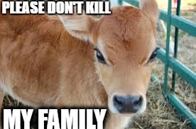PLEASE DON'T KILL; MY FAMILY | image tagged in casey cow | made w/ Imgflip meme maker