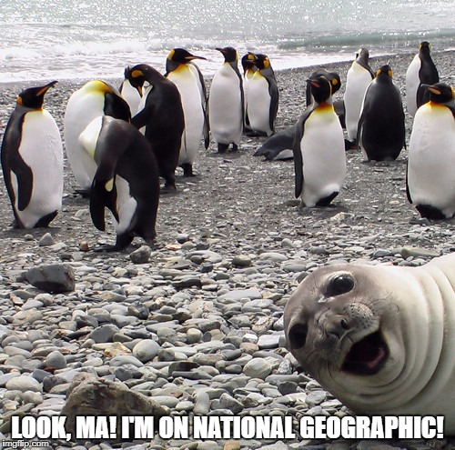 Look, Ma! | LOOK, MA! I'M ON NATIONAL GEOGRAPHIC! | image tagged in animals,funny animals,funny,funny memes | made w/ Imgflip meme maker