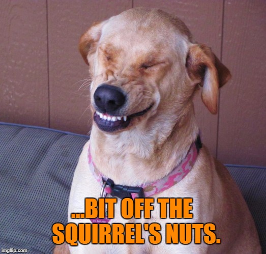 laughing dog | ...BIT OFF THE  SQUIRREL'S NUTS. | image tagged in laughing dog,memes,funny memes,pets,animals,dogs | made w/ Imgflip meme maker