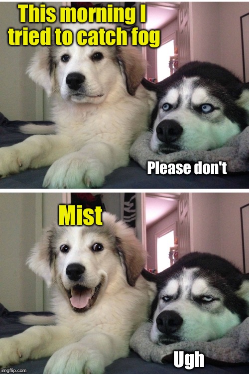 Bad pun dogs | This morning I tried to catch fog; Please don't; Mist; Ugh | image tagged in bad pun dogs | made w/ Imgflip meme maker