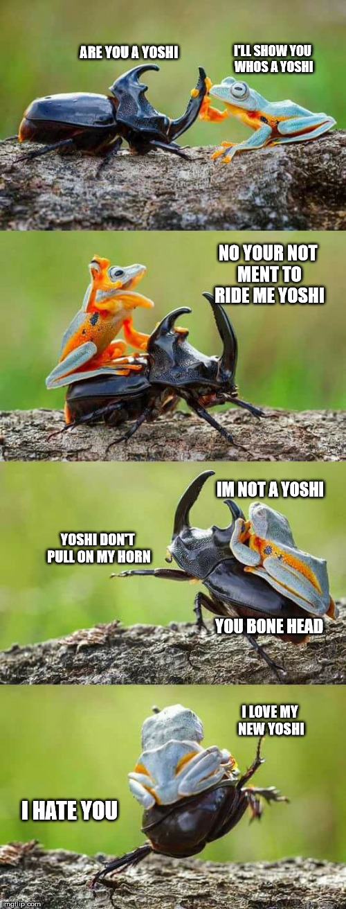 The Beetle and his Yoshi | I'LL SHOW YOU WHOS A YOSHI; ARE YOU A YOSHI; NO YOUR NOT MENT TO RIDE ME YOSHI; IM NOT A YOSHI; YOSHI DON'T PULL ON MY HORN; YOU BONE HEAD; I LOVE MY NEW YOSHI; I HATE YOU | image tagged in animals,memes,frog,beetle,ride,yoshi | made w/ Imgflip meme maker