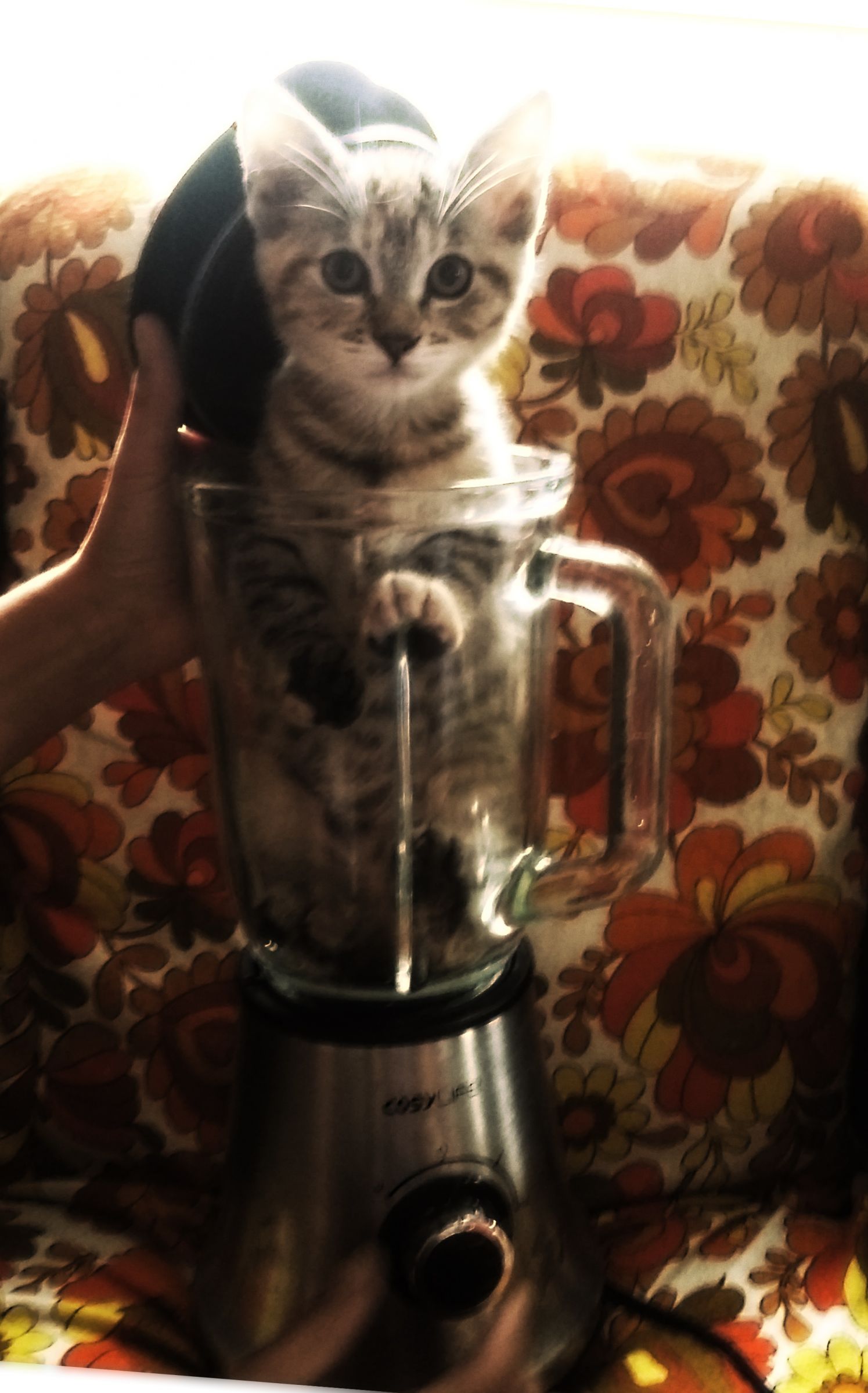 kitty in a mixer Blank Meme Template