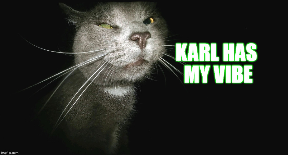 Stalker Cat | KARL HAS MY VIBE | image tagged in stalker cat | made w/ Imgflip meme maker