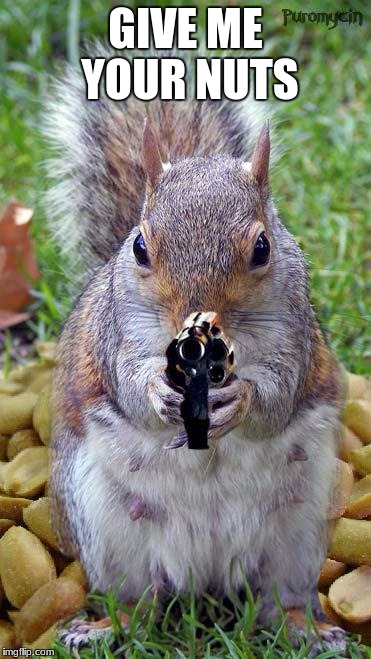 funny squirrels with guns (5) | GIVE ME YOUR NUTS | image tagged in funny squirrels with guns 5 | made w/ Imgflip meme maker