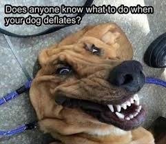 Must be tired or something | does anyone know what to do when your dog deflates? | image tagged in dogs,funny images,funny,deflated,funny dogs | made w/ Imgflip meme maker