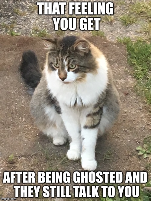 THAT FEELING YOU GET; AFTER BEING GHOSTED AND THEY STILL TALK TO YOU | image tagged in dating | made w/ Imgflip meme maker