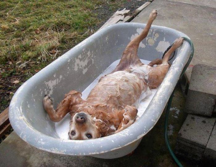 bath dog Blank Meme Template