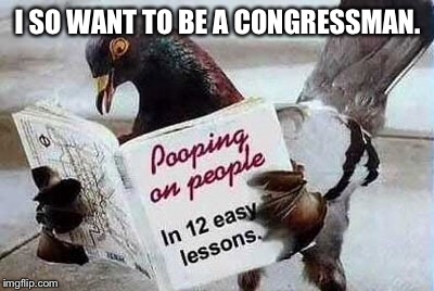 How to get elected to Congress! | I SO WANT TO BE A CONGRESSMAN. | image tagged in memes,pidgeon,bird droppong,bird drop on people,congress,manual | made w/ Imgflip meme maker