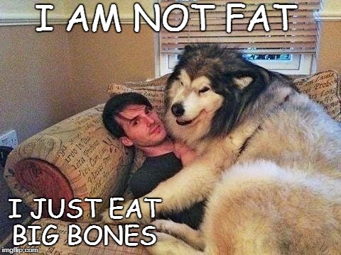 cuddle buddies for life  | I AM NOT FAT; I JUST EAT BIG BONES | image tagged in dogs,big boned,memes,funny,fat dog | made w/ Imgflip meme maker