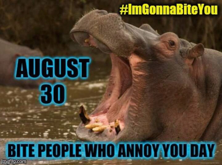 August 30th: Bite People Who Annoy You Day - Hippo - #ImGonnaBiteYou | image tagged in nom nom nom,happy holidays,annoying people,i want a hippopotamus,animal attack,beware | made w/ Imgflip meme maker