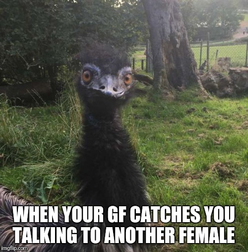 WHEN YOUR GF CATCHES YOU TALKING TO ANOTHER FEMALE | image tagged in mad emu | made w/ Imgflip meme maker