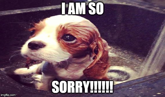 I am so sorry doggie.  | I AM SO; SORRY!!!!!! | image tagged in dogs | made w/ Imgflip meme maker