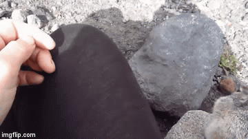 image tagged in gifs | made w/ Imgflip video-to-gif maker