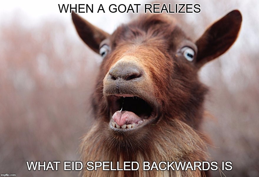Eid Al Adha | WHEN A GOAT REALIZES; WHAT EID SPELLED BACKWARDS IS | image tagged in eid,islam,muslim,pun | made w/ Imgflip meme maker