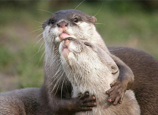 talk to me like otters do Blank Meme Template