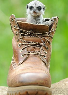 High Quality meercat Blank Meme Template