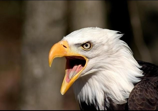 High Quality eagle Blank Meme Template