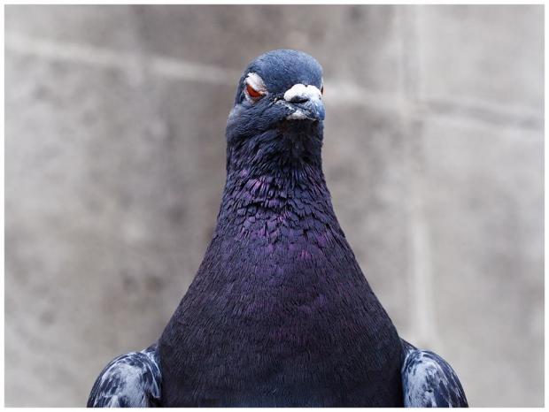 High Quality Hatred Pigeon Blank Meme Template