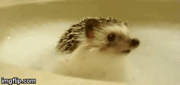 Idk why, but its so cute! | image tagged in gifs,cute,animals | made w/ Imgflip video-to-gif maker