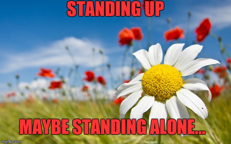 Flowers... | STANDING UP; MAYBE STANDING ALONE... | image tagged in flowers | made w/ Imgflip meme maker