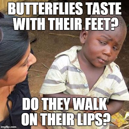 Third World Skeptical Kid | BUTTERFLIES TASTE WITH THEIR FEET? DO THEY WALK ON THEIR LIPS? | image tagged in memes,third world skeptical kid | made w/ Imgflip meme maker