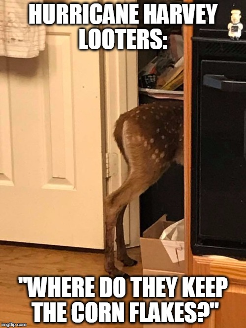Hurricane Harvey Looters | HURRICANE HARVEY LOOTERS:; "WHERE DO THEY KEEP THE CORN FLAKES?" | image tagged in hurricane harvey,hurricane,looters,houston,animals | made w/ Imgflip meme maker