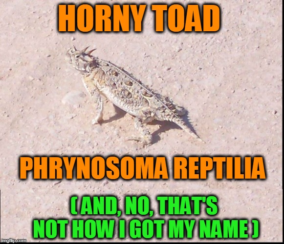 What if I Told  You... | HORNY TOAD; PHRYNOSOMA REPTILIA; ( AND, NO, THAT'S NOT HOW I GOT MY NAME ) | image tagged in vince vance,desert animals,animals,reptiles,horned frog,horned toad | made w/ Imgflip meme maker