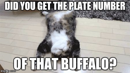 Bored Fat Cat | DID YOU GET THE PLATE NUMBER; OF THAT BUFFALO? | image tagged in bored fat cat | made w/ Imgflip meme maker