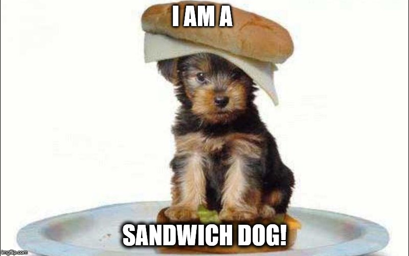A Sandwich dog | I AM A; SANDWICH DOG! | image tagged in dogs | made w/ Imgflip meme maker