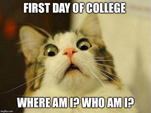 Scared Cat Meme | FIRST DAY OF COLLEGE; WHERE AM I? WHO AM I? | image tagged in memes,scared cat | made w/ Imgflip meme maker