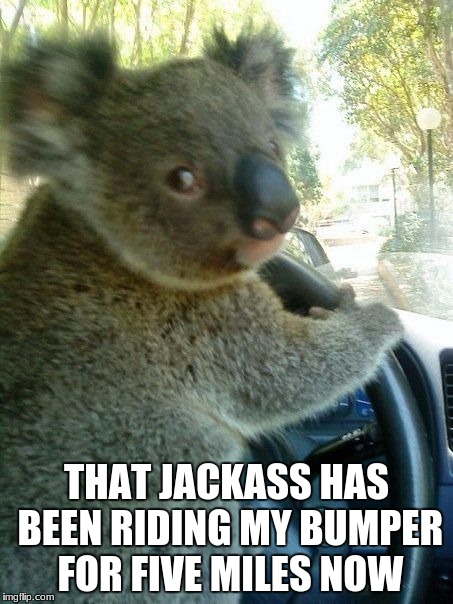 Driving koala  | THAT JACKASS HAS BEEN RIDING MY BUMPER FOR FIVE MILES NOW | image tagged in driving koala | made w/ Imgflip meme maker