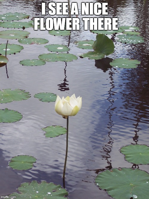 I SEE A NICE FLOWER THERE | made w/ Imgflip meme maker