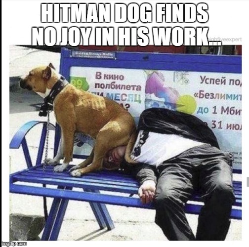 HITMAN DOG FINDS NO JOY IN HIS WORK... | image tagged in dog | made w/ Imgflip meme maker