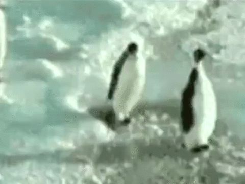penguin slap Blank Meme Template