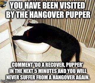 Sick Puppy | YOU HAVE BEEN VISITED BY THE HANGOVER PUPPER; COMMENT 'DO A RECOVER, PUPPER' IN THE NEXT 5 MINUTES AND YOU WILL NEVER SUFFER FROM A HANGOVER AGAIN. | image tagged in sick puppy | made w/ Imgflip meme maker