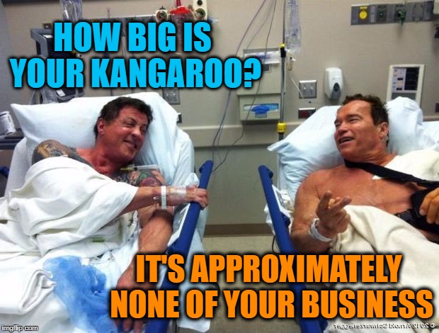 r n t | HOW BIG IS YOUR KANGAROO? IT'S APPROXIMATELY NONE OF YOUR BUSINESS | image tagged in r n t | made w/ Imgflip meme maker