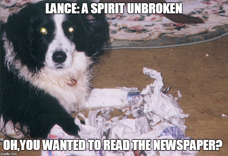 LANCE: A SPIRIT UNBROKEN; OH,YOU WANTED TO READ THE NEWSPAPER? | image tagged in funny dog memes,dogs | made w/ Imgflip meme maker