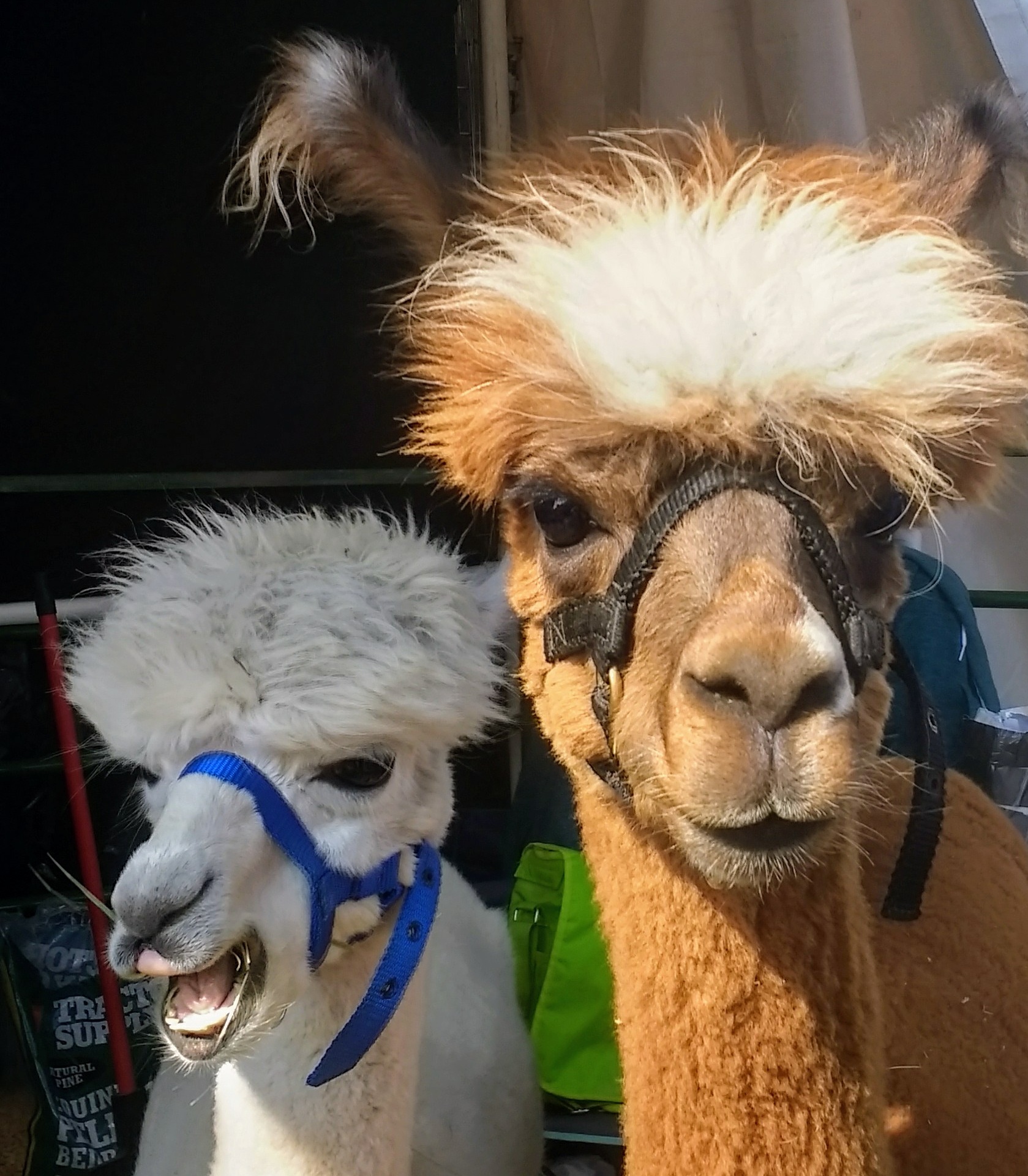 High Quality Fuzzy head alpacas Blank Meme Template