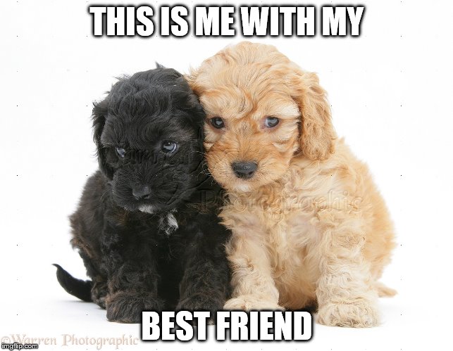 My best Friend | THIS IS ME WITH MY; BEST FRIEND | image tagged in dog | made w/ Imgflip meme maker