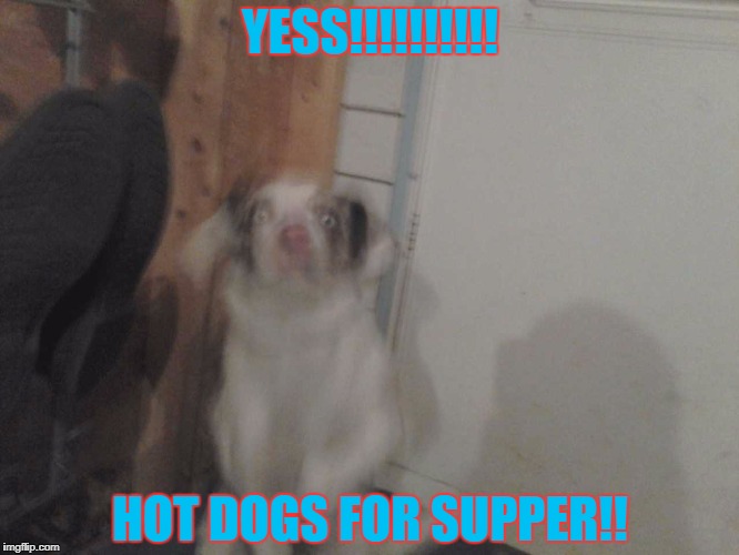 Ketchup please | YESS!!!!!!!!!! HOT DOGS FOR SUPPER!! | image tagged in too many hot dogs | made w/ Imgflip meme maker