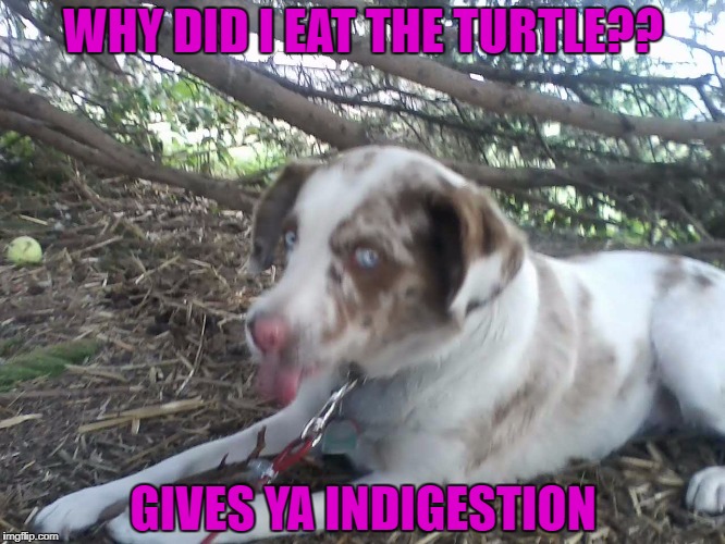 Turtle Stunt | WHY DID I EAT THE TURTLE?? GIVES YA INDIGESTION | image tagged in turtle,that would be great | made w/ Imgflip meme maker