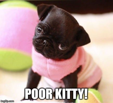 POOR KITTY! | made w/ Imgflip meme maker