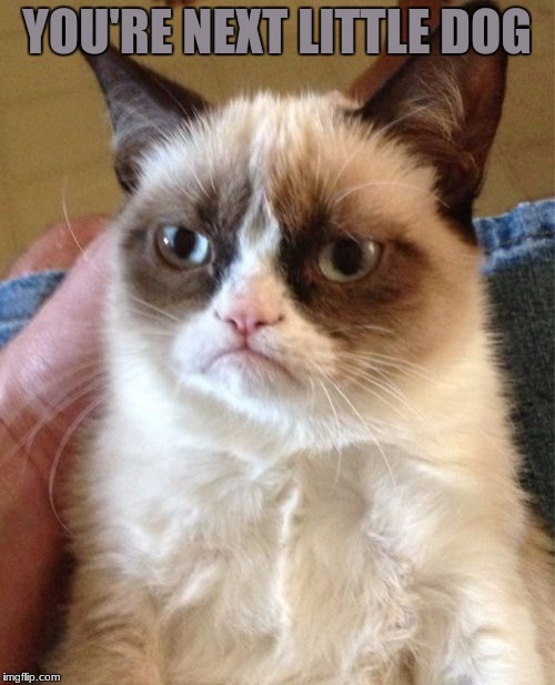 Grumpy Cat Meme | YOU'RE NEXT LITTLE DOG | image tagged in memes,grumpy cat | made w/ Imgflip meme maker