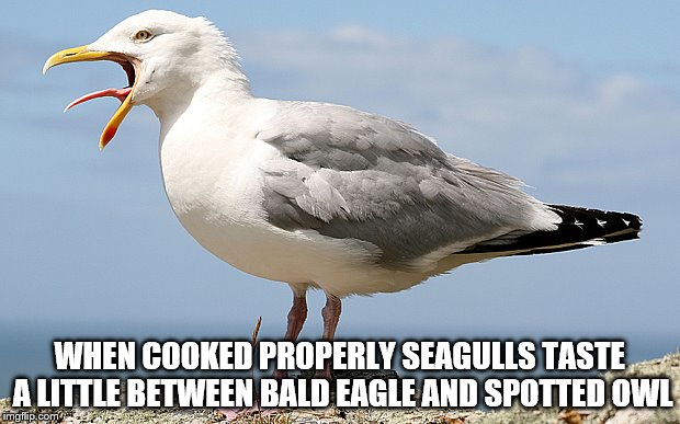 WHEN COOKED PROPERLY SEAGULLS TASTE A LITTLE BETWEEN BALD EAGLE AND SPOTTED OWL | image tagged in birds | made w/ Imgflip meme maker