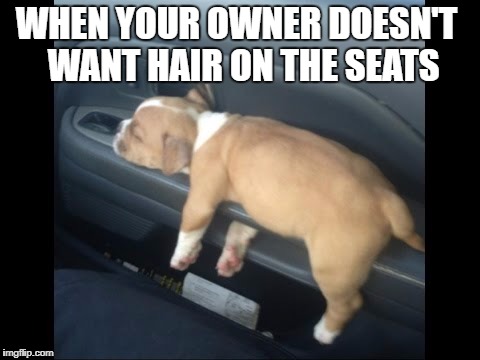 Doggo memes | WHEN YOUR OWNER DOESN'T
 WANT HAIR ON THE SEATS | image tagged in funny dogs,wtf | made w/ Imgflip meme maker