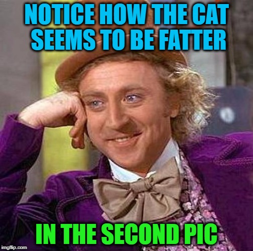 Creepy Condescending Wonka Meme | NOTICE HOW THE CAT SEEMS TO BE FATTER IN THE SECOND PIC | image tagged in memes,creepy condescending wonka | made w/ Imgflip meme maker