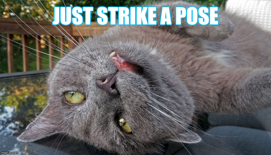 Faded Cat | JUST STRIKE A POSE | image tagged in faded cat | made w/ Imgflip meme maker